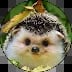 Hedgehog wearing a yellow flower crown, facing forward with a gentle expression